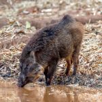 Indian Boar (Sus scrofa cristatus) @ Bandhavgarh National Park, India. Photo: Håvard Rosenlund