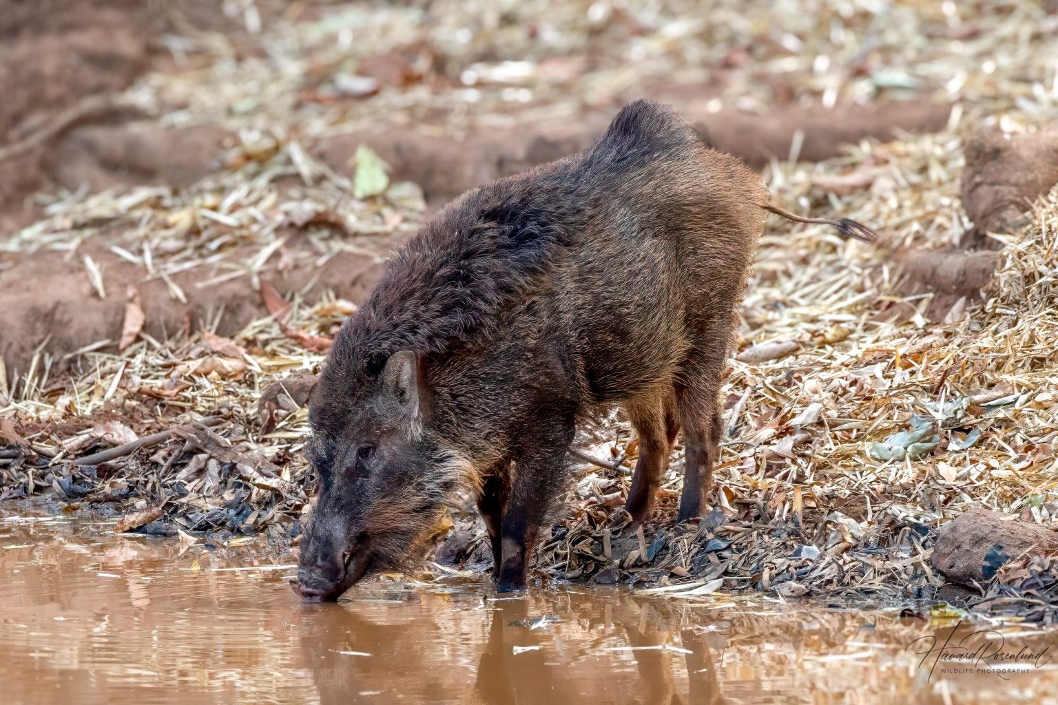 Indian Boar (Sus scrofa cristatus) @ Bandhavgarh National Park, India. Photo: Håvard Rosenlund