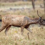 Sambar (Rusa unicolor) @ Pench National Park, India. Photo: Håvard Rosenlund