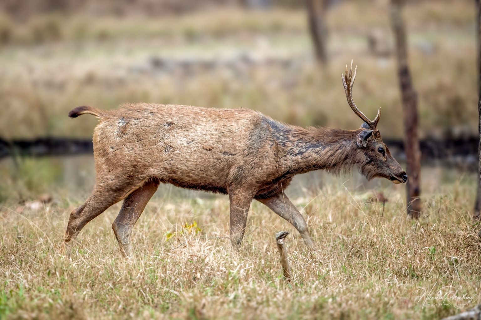 Sambar (Rusa unicolor) @ Pench National Park, India. Photo: Håvard Rosenlund