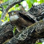 Brown Fish-Owl (Ketupa zeylonensis) @ Kanha National Park, India. Photo: Håvard Rosenlund