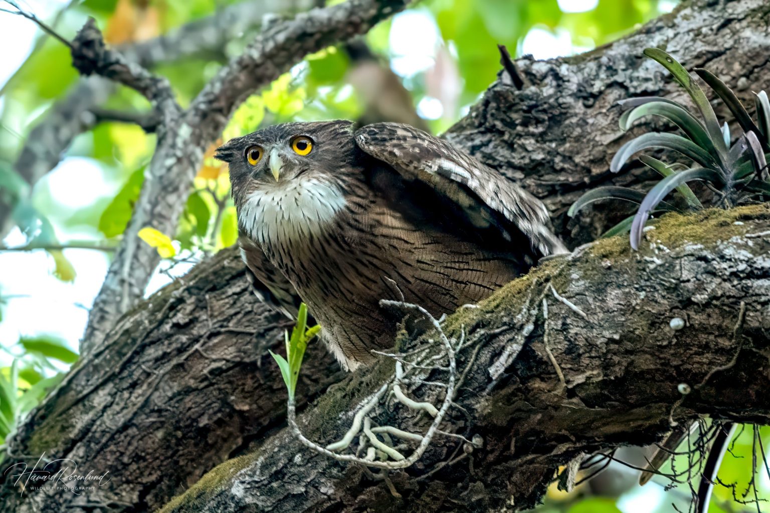 Brown Fish-Owl (Ketupa zeylonensis) @ Kanha National Park, India. Photo: Håvard Rosenlund