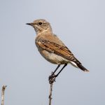 Northern Wheatear (Oenanthe oenanthe) @ Lista, Norway. Photo: Håvard Rosenlund