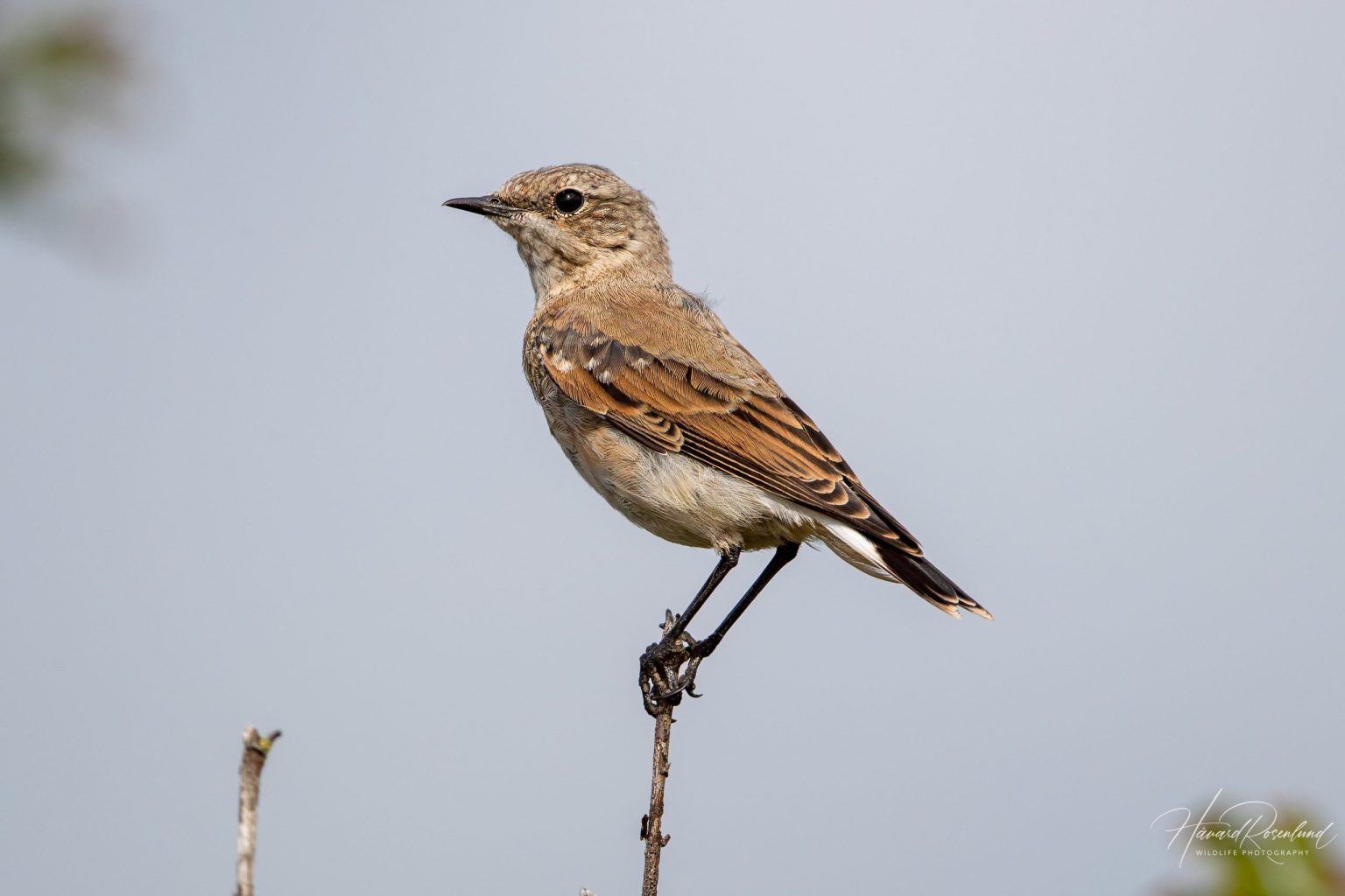 Northern Wheatear (Oenanthe oenanthe) @ Lista, Norway. Photo: Håvard Rosenlund