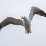 Great Black-backed Gull (Larus marinus) @ Fornebu, Norway. Photo: Håvard Rosenlund