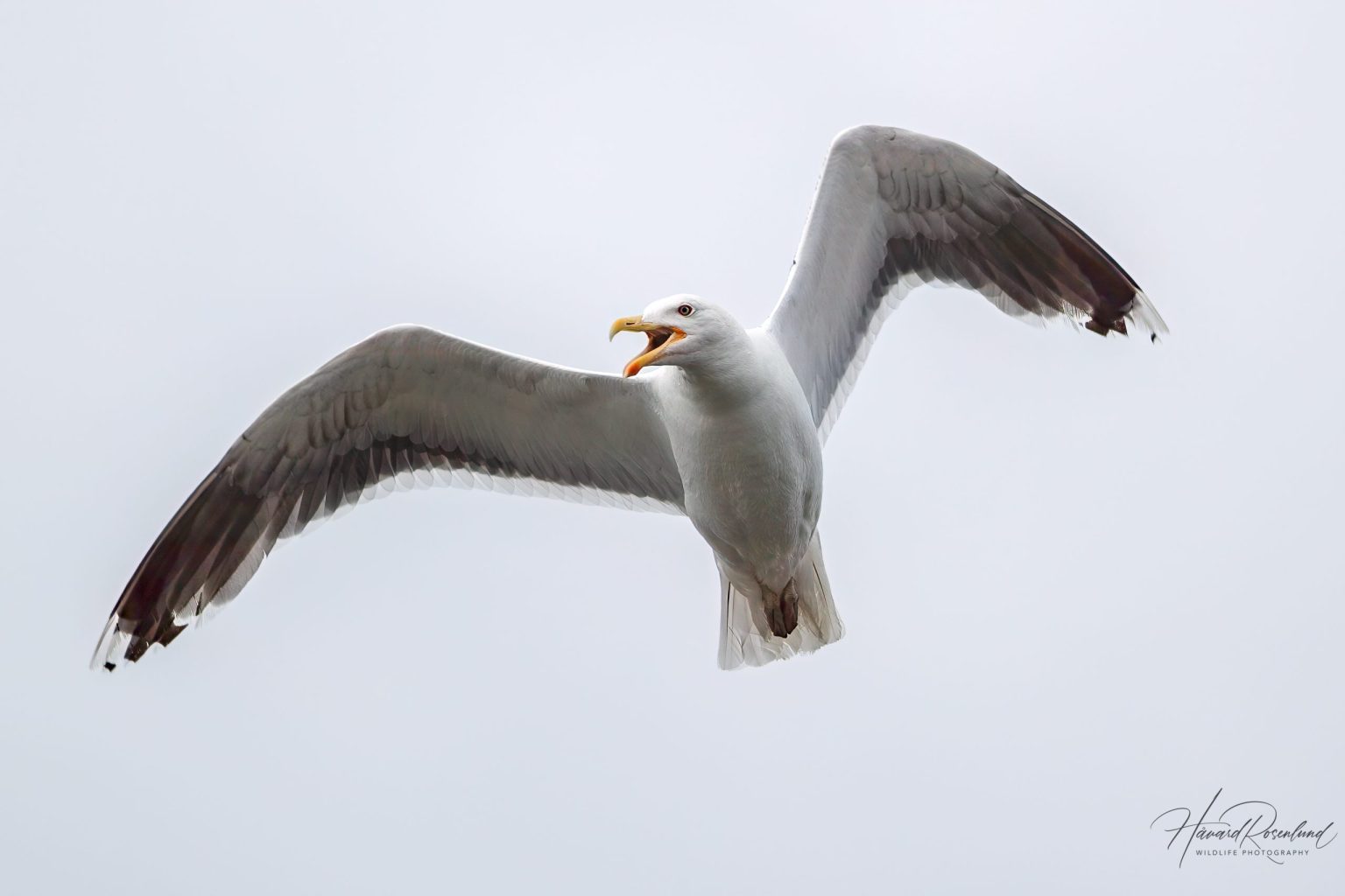 Great Black-backed Gull (Larus marinus) @ Fornebu, Norway. Photo: Håvard Rosenlund