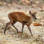 Northern Red Muntjac (Muntiacus vaginalis) @ Kanha National Park, India. Photo: Håvard Rosenlund