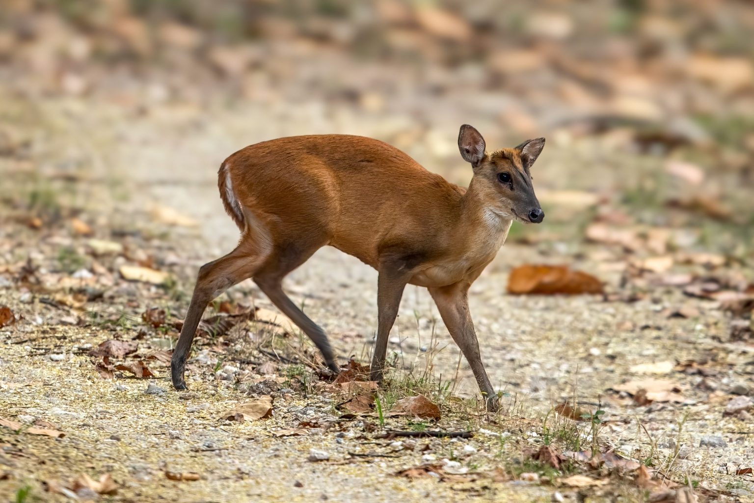Northern Red Muntjac (Muntiacus vaginalis) @ Kanha National Park, India. Photo: Håvard Rosenlund