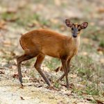 Northern Red Muntjac (Muntiacus vaginalis) @ Kanha National Park, India. Photo: Håvard Rosenlund