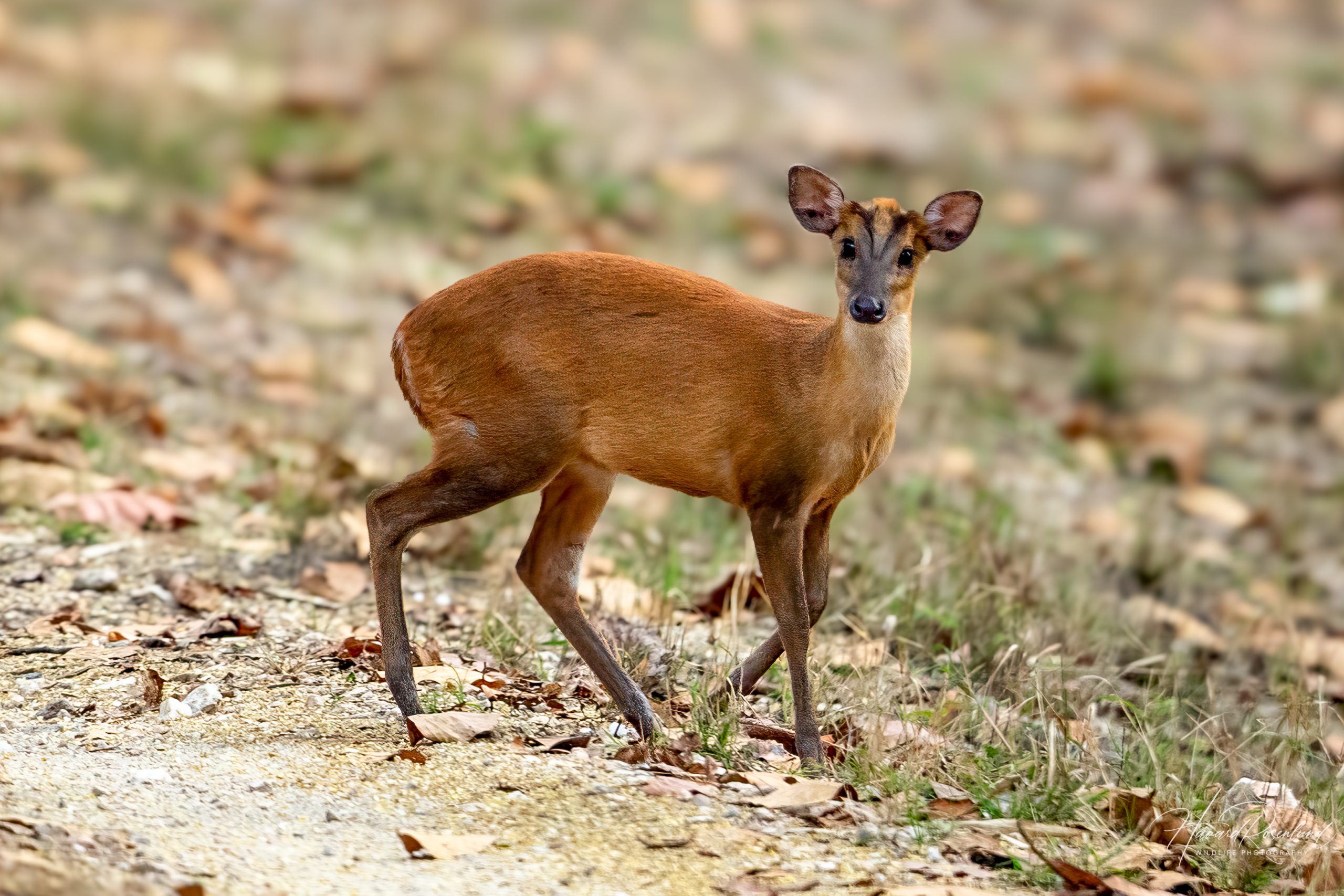 Indiamuntjak (Muntiacus vaginalis) @ Kanha National Park, India. Foto: Håvard Rosenlund