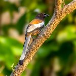 Rufous Treepie (Dendrocitta vagabunda) @ Kanha National Park, India. Photo: Håvard Rosenlund