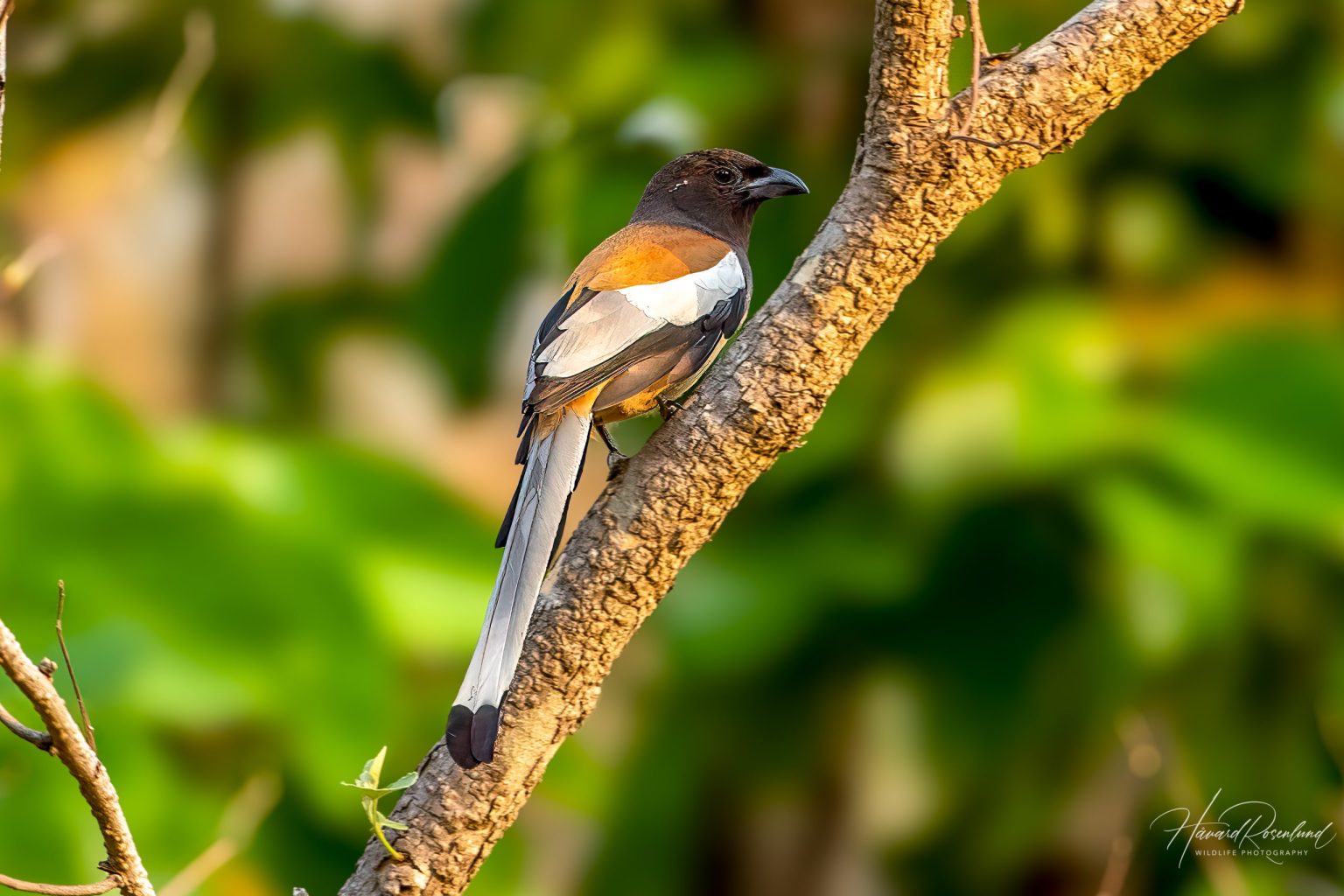 Rufous Treepie (Dendrocitta vagabunda) @ Kanha National Park, India. Photo: Håvard Rosenlund