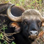 Gaur (Bos gaurus) @ Kanha National Park, India. Photo: Håvard Rosenlund