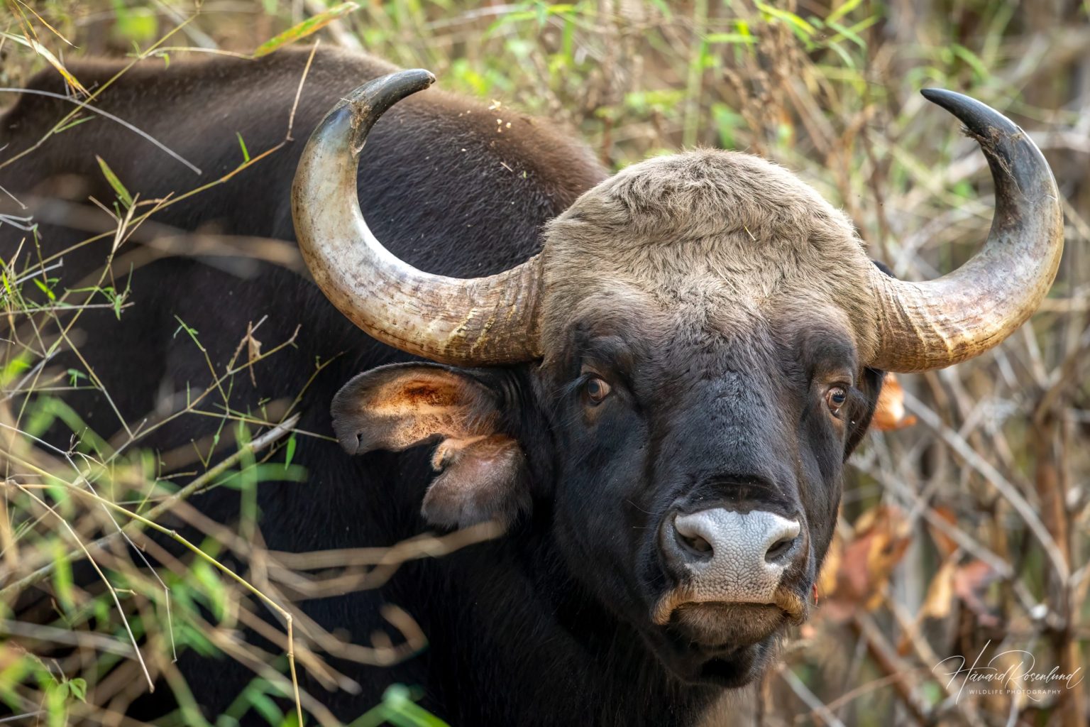 Gaur (Bos gaurus) @ Kanha National Park, India. Foto: Håvard Rosenlund