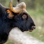 Gaur (Bos gaurus) @ Kanha National Park, India. Photo: Håvard Rosenlund