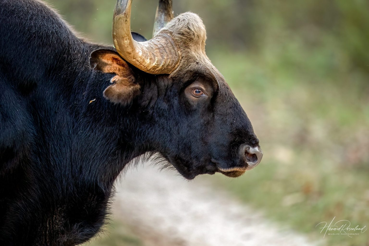 Gaur (Bos gaurus) @ Kanha National Park, India. Photo: Håvard Rosenlund