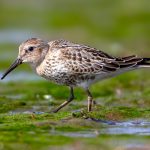 Dunlin (Calidris alpina) @ Fornebu, Norway. Photo: Håvard Rosenlund