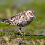 Dunlin (Calidris alpina) @ Fornebu, Norway. Photo: Håvard Rosenlund