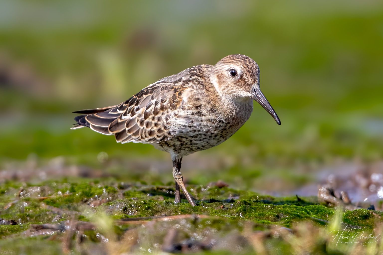 Dunlin (Calidris alpina) @ Fornebu, Norway. Photo: Håvard Rosenlund