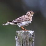 Eurasian Skylark (Alauda arvensis) @ Lista, Norway. Photo: Håvard Rosenlund