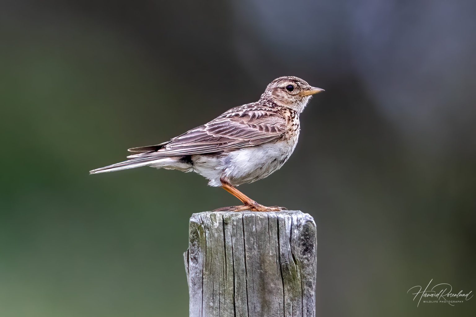 Eurasian Skylark (Alauda arvensis) @ Lista, Norway. Photo: Håvard Rosenlund