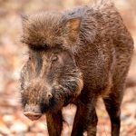Indian Boar (Sus scrofa cristatus) @ Satpura National Park, India. Photo: Håvard Rosenlund