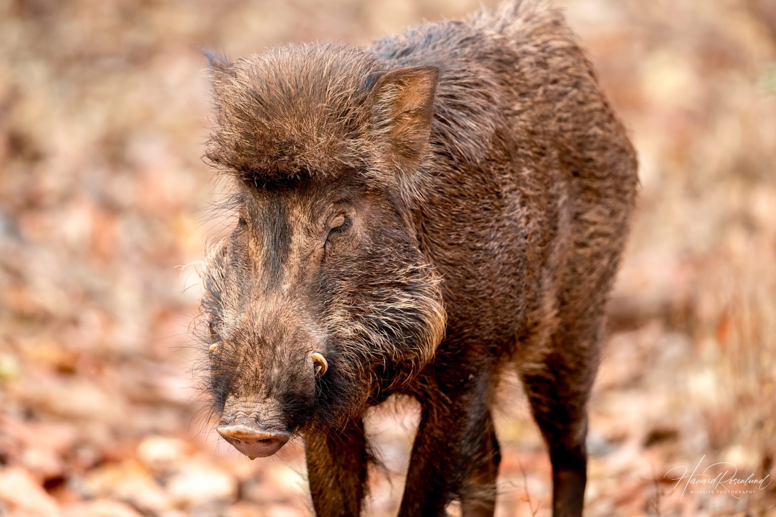 Indian Boar (Sus scrofa cristatus) @ Satpura National Park, India. Photo: Håvard Rosenlund