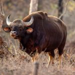 Gaur (Bos gaurus) @ Satpura National Park, India. Photo: Håvard Rosenlund