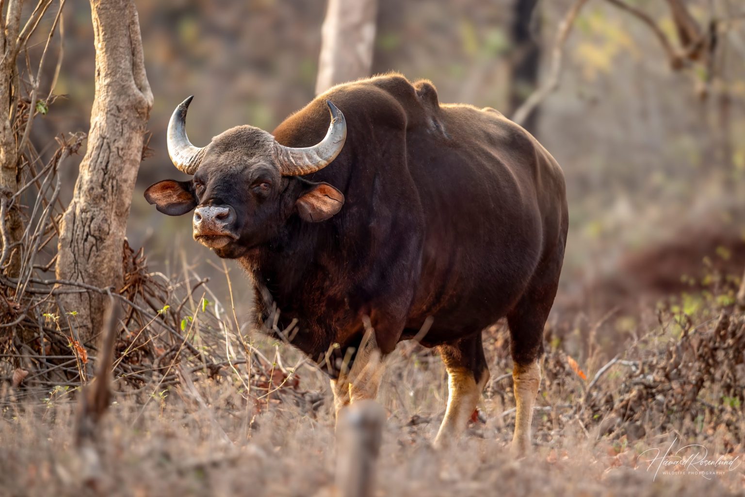 Gaur (Bos gaurus) @ Satpura National Park, India. Foto: Håvard Rosenlund