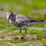 Dunlin (Calidris alpina) @ Fornebu, Norway. Photo: Håvard Rosenlund