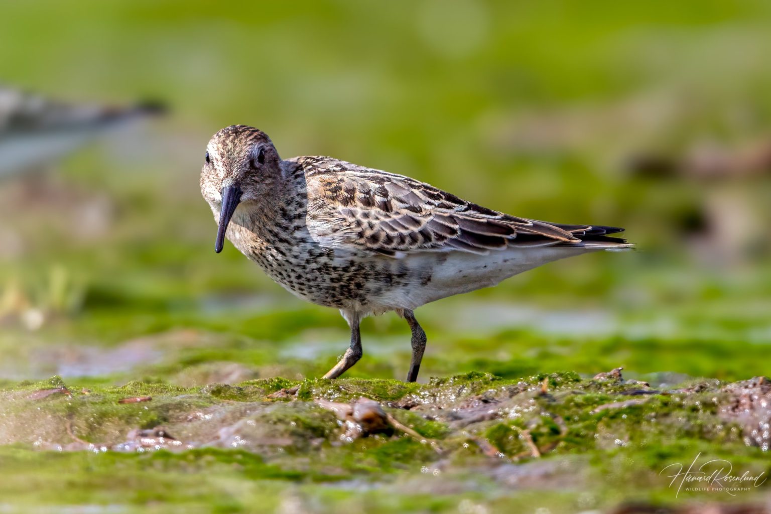 Dunlin (Calidris alpina) @ Fornebu, Norway. Photo: Håvard Rosenlund