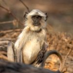 Northern Plains Grey Langur (Semnopithecus entellus) @ Kanha National Park, India. Photo: Håvard Rosenlund