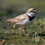 Little Ringed Plover (Thinornis dubius) @ Fornebu, Norway. Photo: Håvard Rosenlund