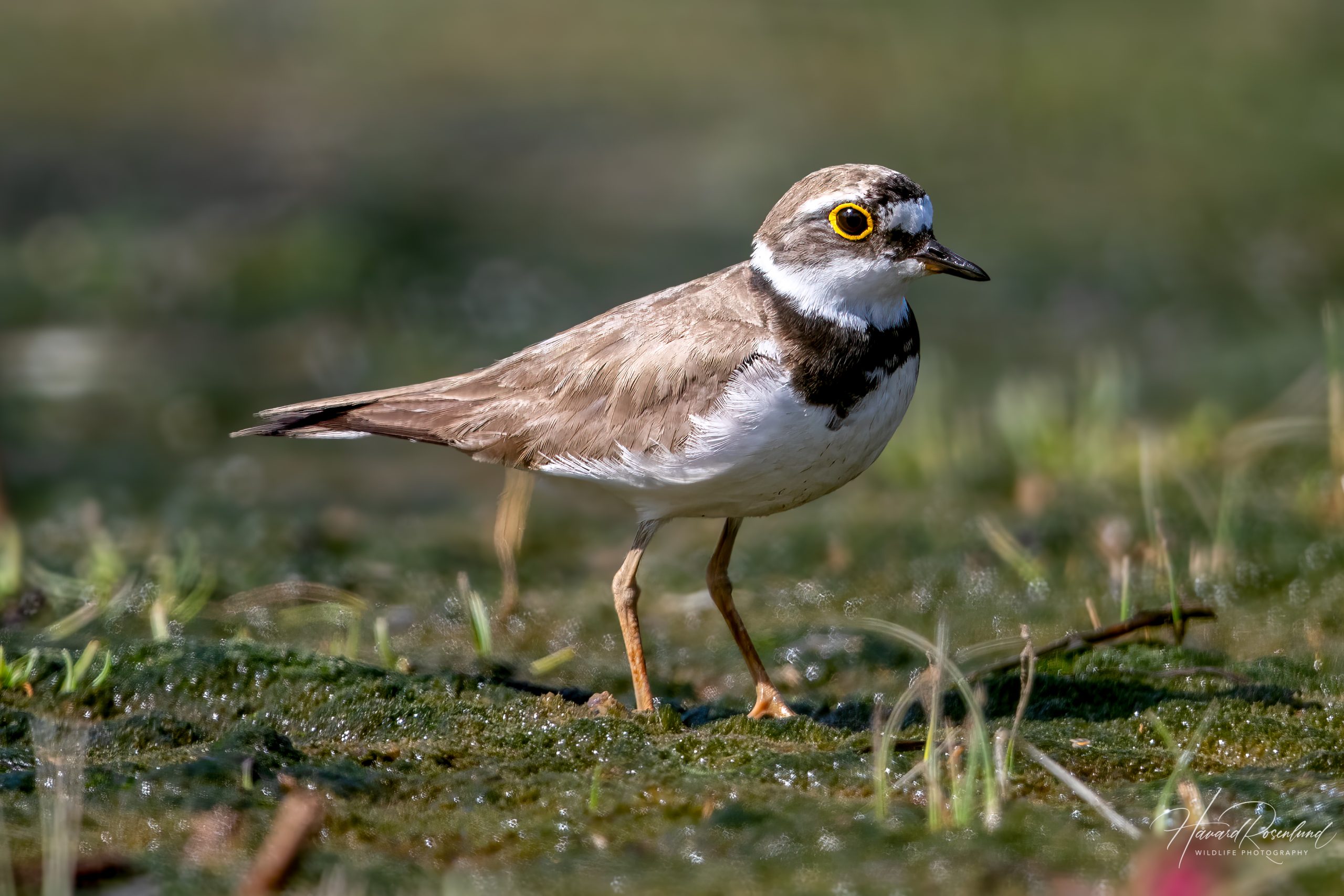 Dverglo (Thinornis dubius) @ Fornebu. Foto: Håvard Rosenlund