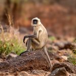 Northern Plains Grey Langur (Semnopithecus entellus) @ Satpura National Park, India. Photo: Håvard Rosenlund