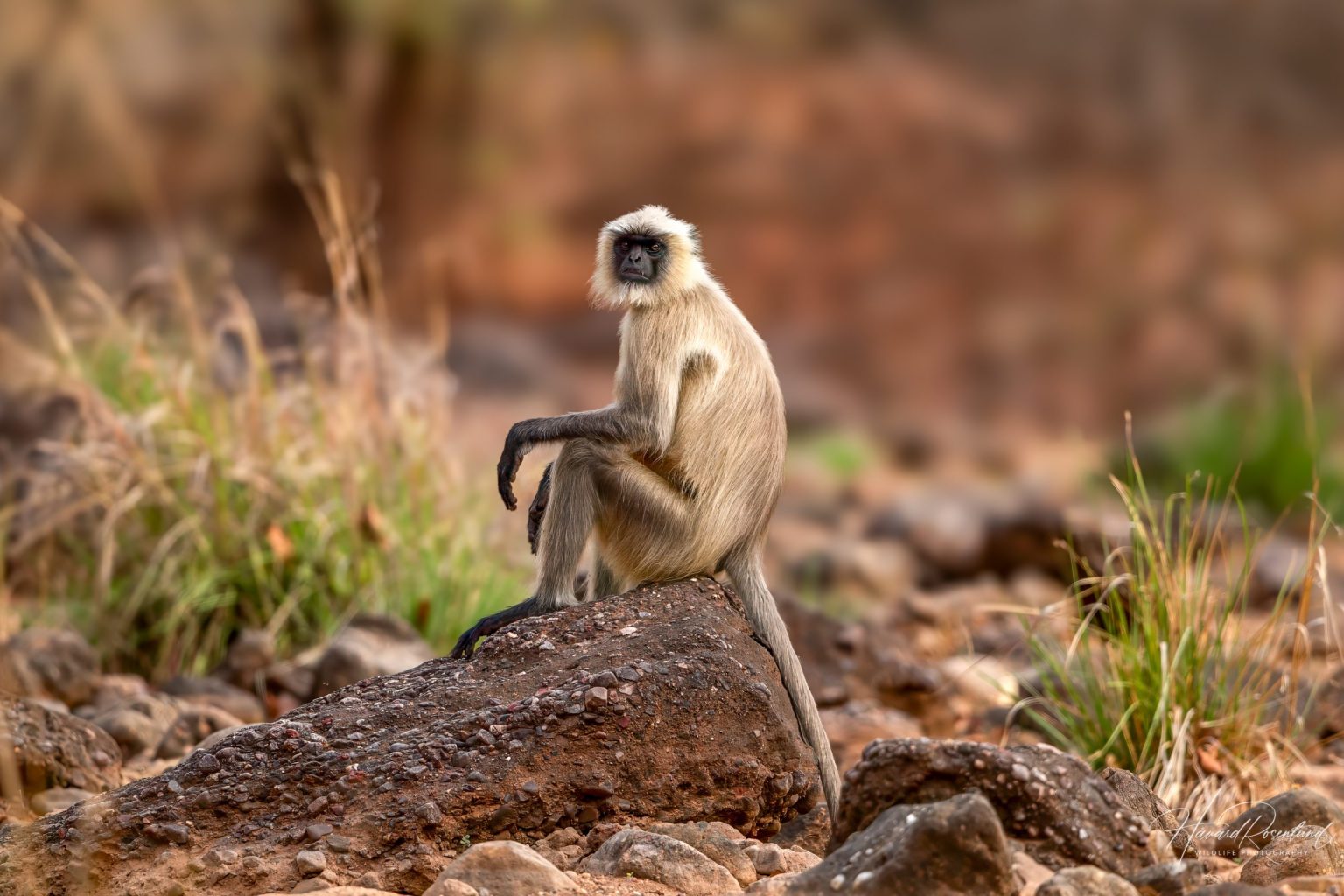 Hulmanlangur (Semnopithecus entellus) @ Satpura National Park, India. Foto: Håvard Rosenlund