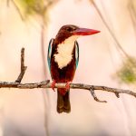 White-throated Kingfisher (Halcyon smyrnensis) @ Satpura National Park, India. Photo: Håvard Rosenlund
