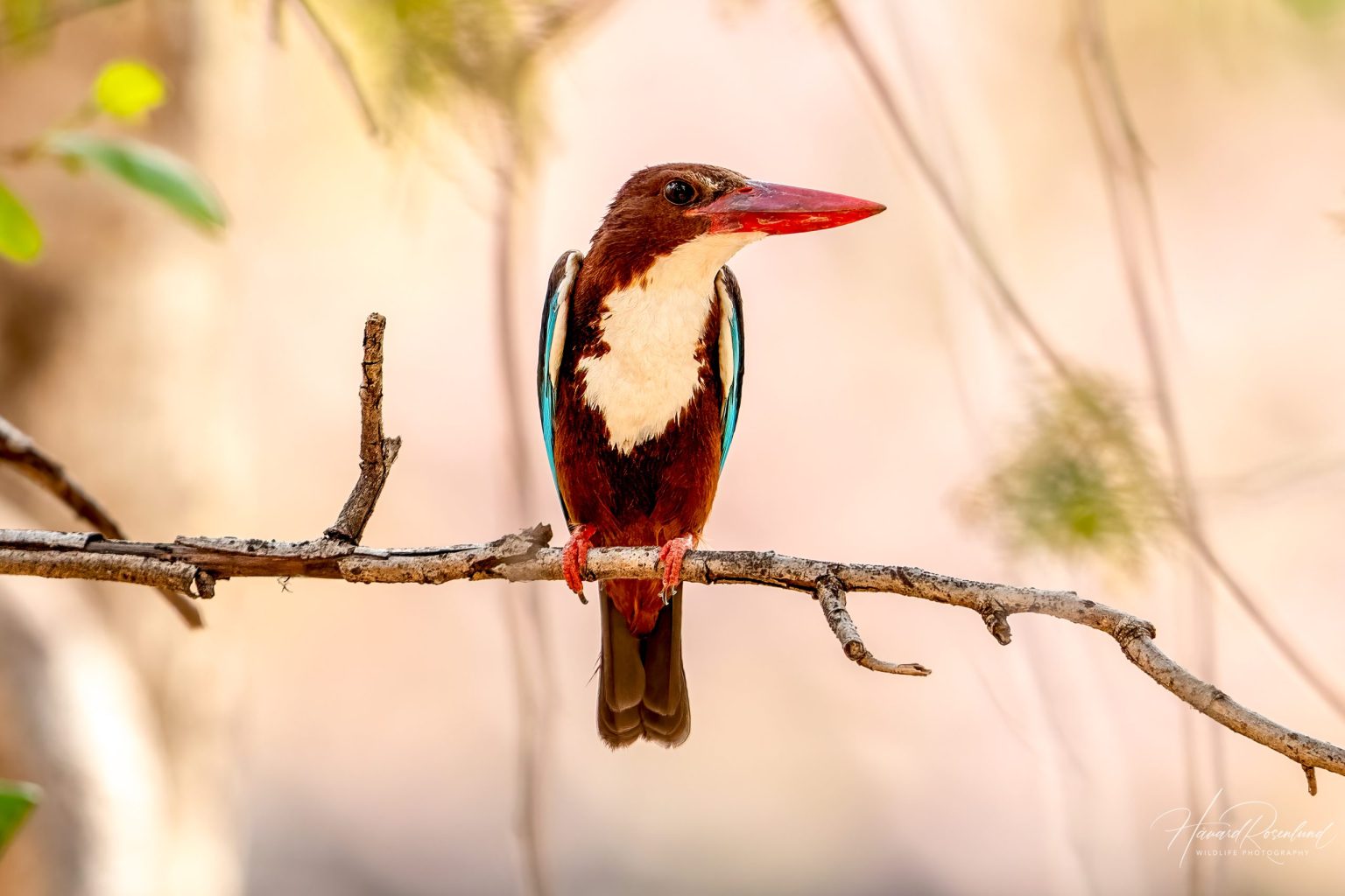 White-throated Kingfisher (Halcyon smyrnensis) @ Satpura National Park, India. Photo: Håvard Rosenlund