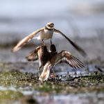 Common Ringed Plover (Charadrius hiaticula) @ Fornebu, Norway. Photo: Håvard Rosenlund