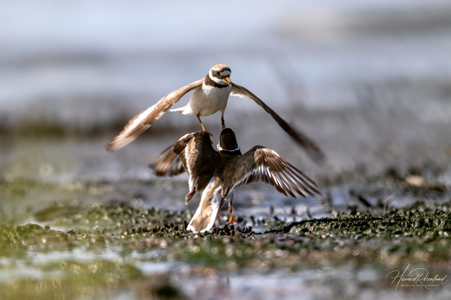 Common Ringed Plover (Charadrius hiaticula) @ Fornebu, Norway. Photo: Håvard Rosenlund