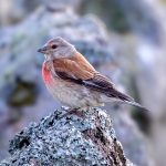 Common Linnet (Linaria cannabina) @ Lista, Norway. Photo: Håvard Rosenlund