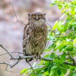 Brown Fish-Owl (Ketupa zeylonensis) @ Bandhavgarh National Park, India. Photo: Håvard Rosenlund