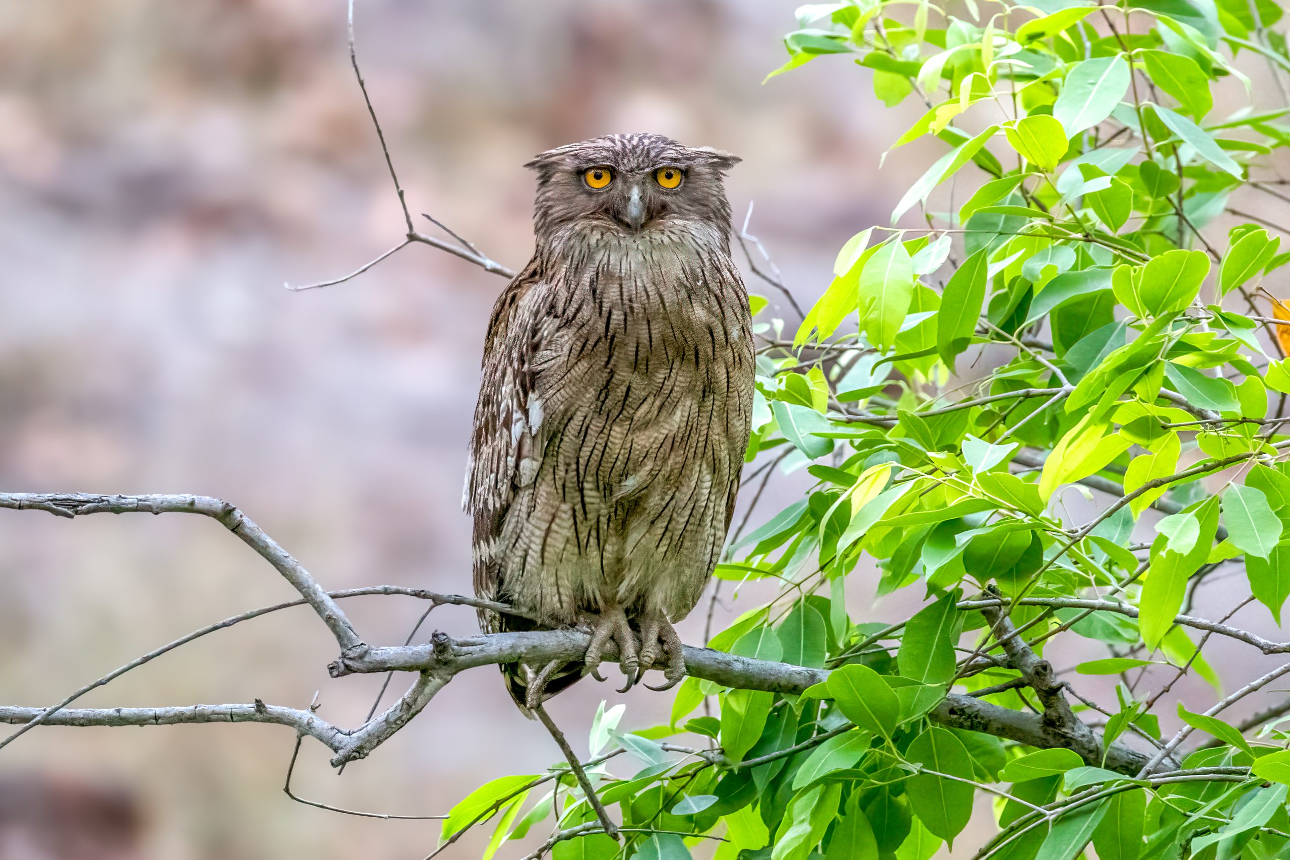 Brown Fish-Owl (Ketupa zeylonensis) @ Bandhavgarh National Park, India. Photo: Håvard Rosenlund