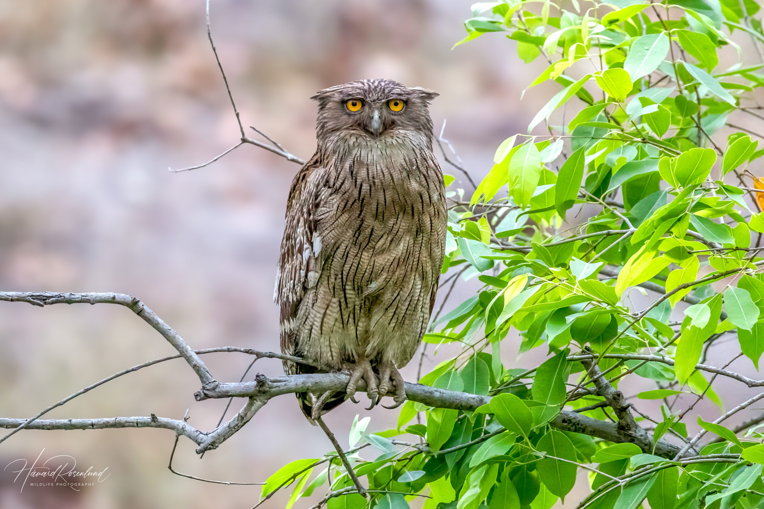 Brunfiskeugle (Ketupa zeylonensis) @ Bandhavgarh National Park, India. Foto: Håvard Rosenlund