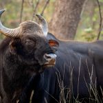 Gaur (Bos gaurus) @ Satpura National Park, India. Photo: Håvard Rosenlund