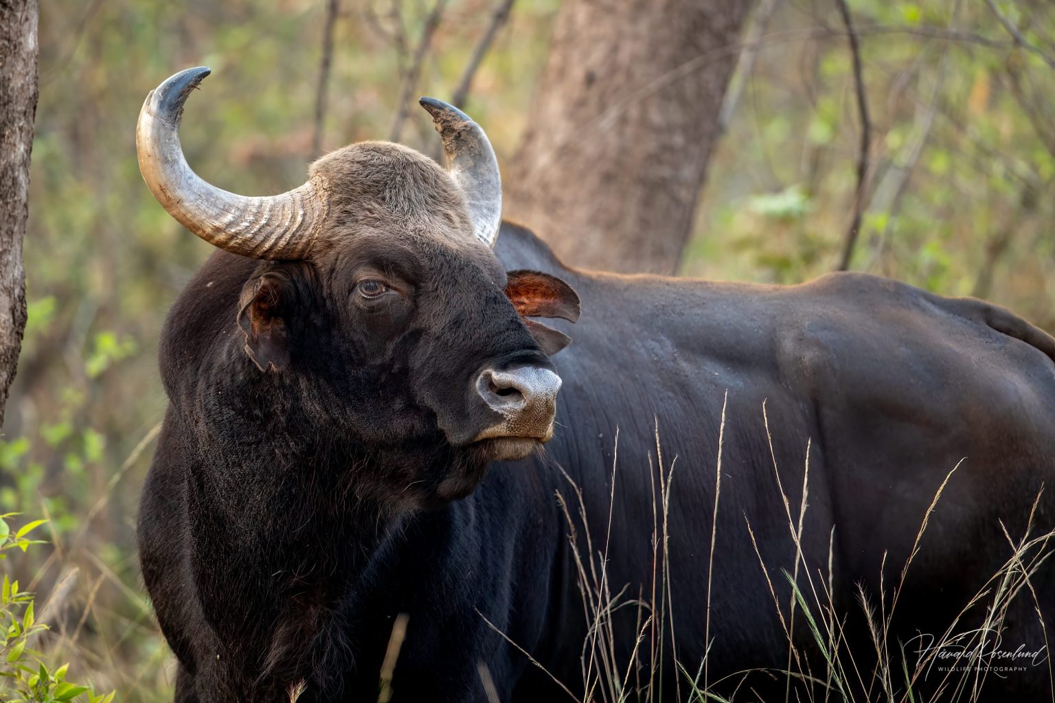 Gaur (Bos gaurus) @ Satpura National Park, India. Photo: Håvard Rosenlund