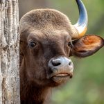 Gaur (Bos gaurus) @ Satpura National Park, India. Photo: Håvard Rosenlund
