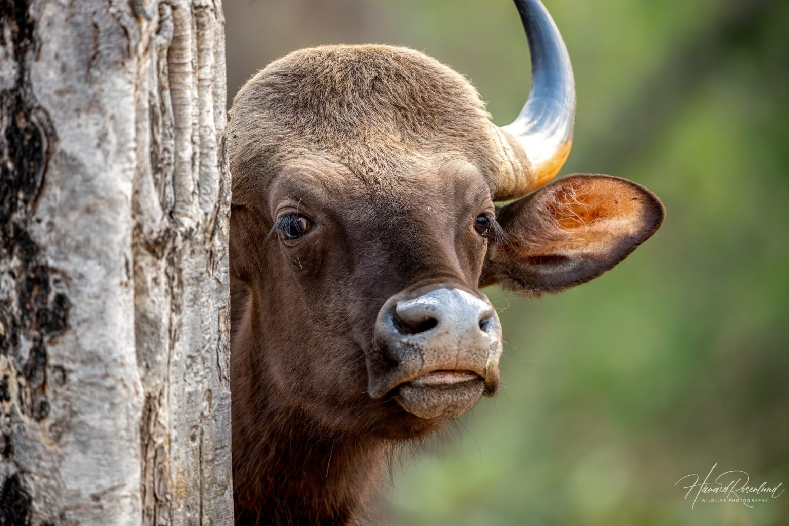 Gaur (Bos gaurus) @ Satpura National Park, India. Photo: Håvard Rosenlund