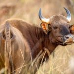 Gaur (Bos gaurus) @ Satpura National Park, India. Photo: Håvard Rosenlund