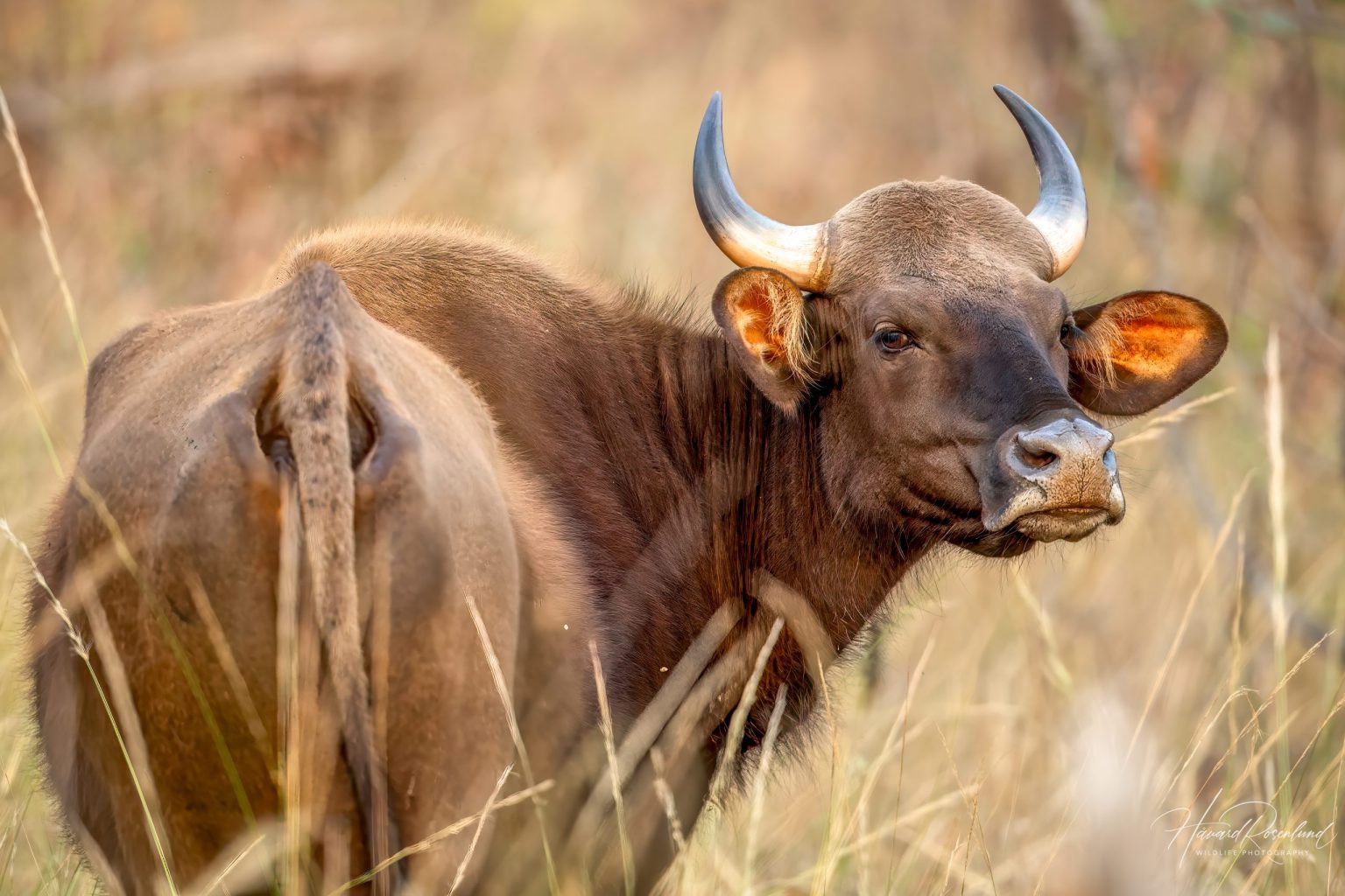 Gaur (Bos gaurus) @ Satpura National Park, India. Photo: Håvard Rosenlund